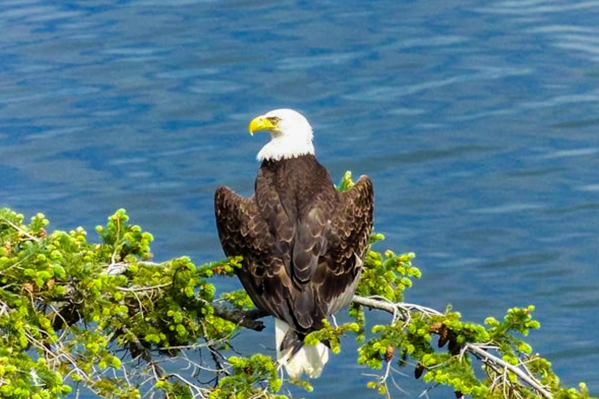 Villa Eagles' Oceanview à Sequim Extérieur photo